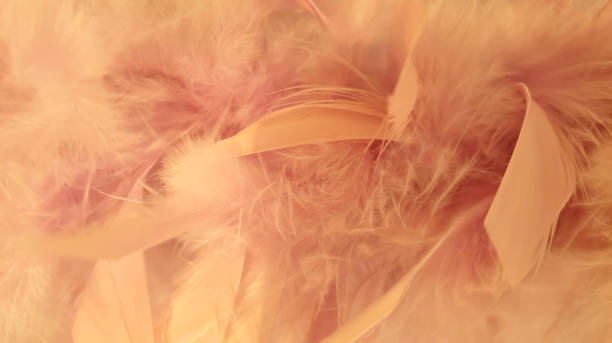 istock Fluffy feathers close-up makro background 1163409761