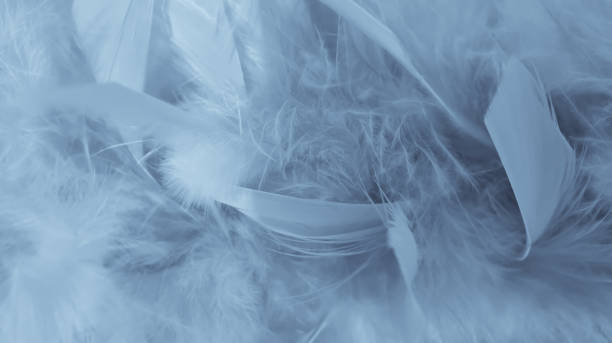 istock Fluffy feathers close-up makro background 1163409819