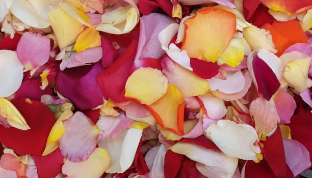 istock Colorful mixed rose flower petals 1163411500