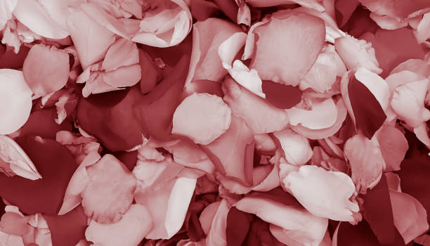 istock Colorful mixed rose flower petals 1163412064