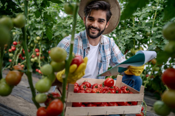 istock Organic farmer checking his tomatoes in a hothouse 1163413832