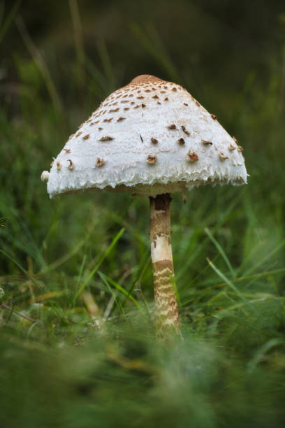 istock Young Parasol mushroom in the grass 1163413884
