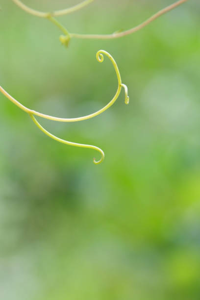 photo d'une branche de raisin en gros plan - branch dry defocused close up photos et images de collection