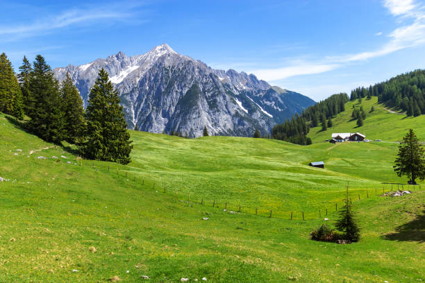 paesaggio montano estivo nelle alpi. austria, gnadenwald, regione tirolese - yellow landscapes nature park foto e immagini stock
