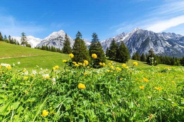 istock Alps view with yellow flowers. Summer mountain landscape 1163416038