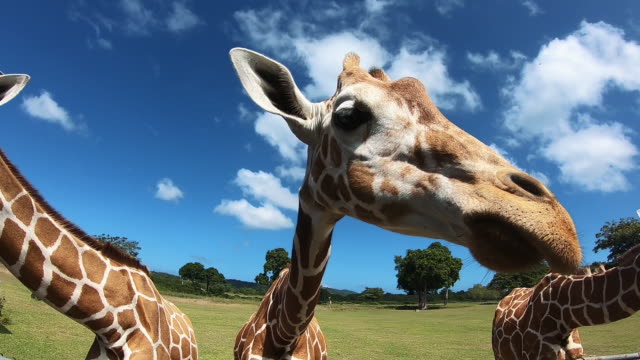 35,303 Zoo Animals Stock Videos and Royalty-Free Footage - iStock | Zoo, Zoo  animals background, Animals