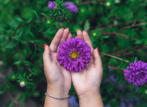Female hands holding a purple flower.