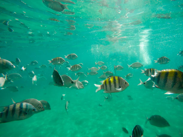 Fish in the Bay of Angra dos Reis - Rio de Janeiro - Brazil
