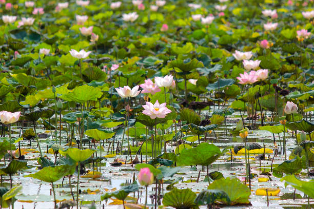 istock blossom water lily flower in the pond 1163418272