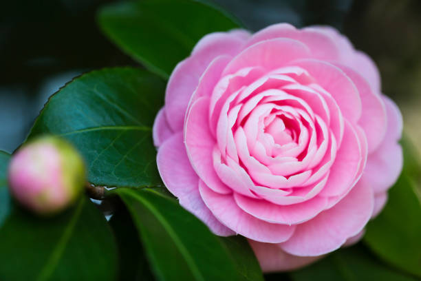 istock Pink Camellia Flower 1163419007