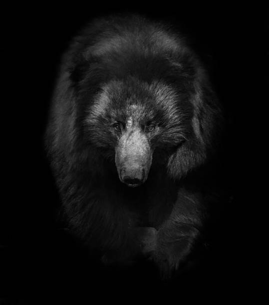 istock Indian Sloth Bear - Rajasthan, India 1163420741