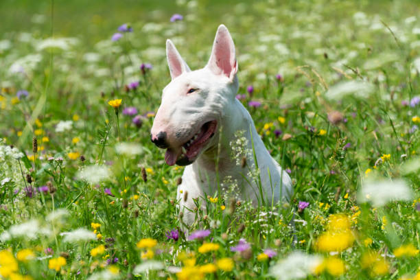 Portrait photo of white bull terrier outdoors on a sunny day Portrait photo of white bull terrier outdoors on a sunny day, young purebreed bull terrier bull terrier stock pictures, royalty-free photos & images