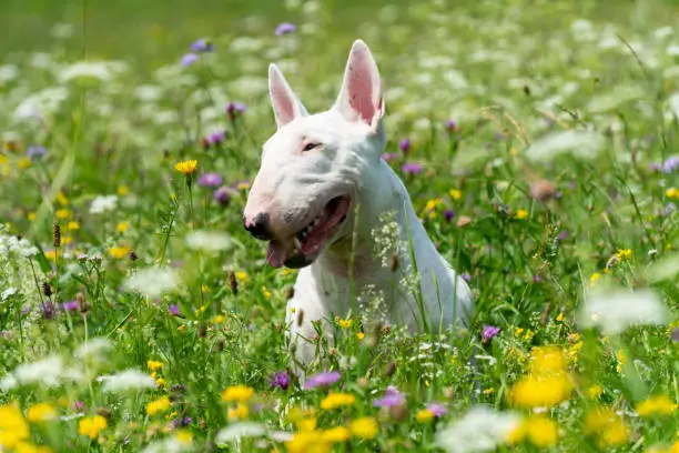 Portrait photo of white bull terrier outdoors on a sunny day, young purebreed bull terrier