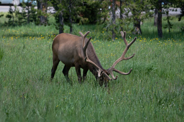 Massive antlered bull elk