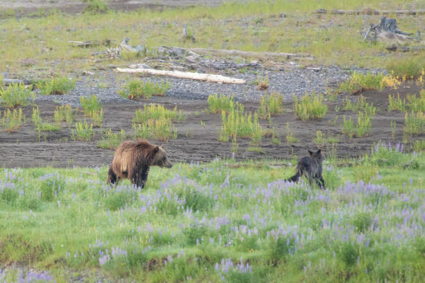 istock Grizzly bear and cubs and wolf at bison carcass 1163425991