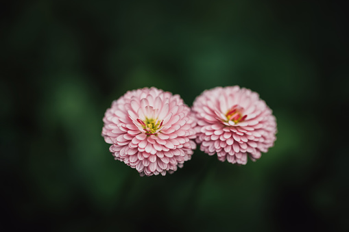 Pink daisies on a dark green background close up. Two beautiful Terry daisies in the garden. Marguerite with white pink petals and a yellow middle with a detailed texture, macro.