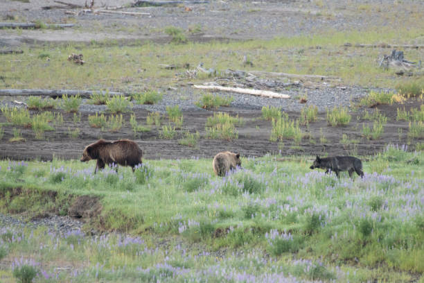 istock Grizzly bear and cubs and wolf at bison carcass 1163426054