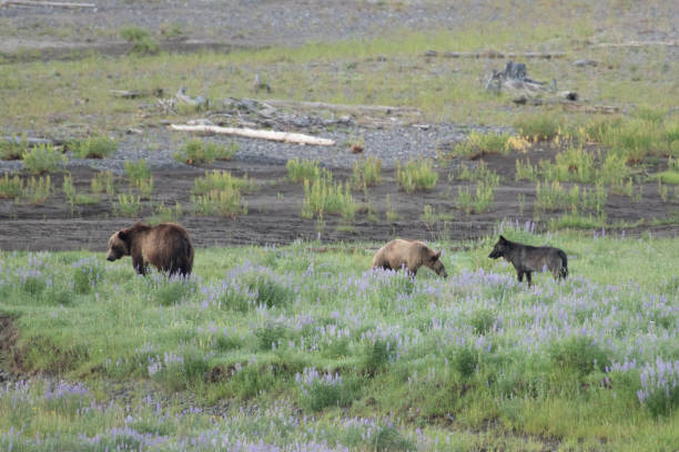 istock Grizzly bear and cubs and wolf at bison carcass 1163426839
