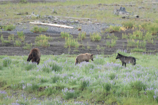 istock Grizzly bear and cubs and wolf at bison carcass 1163426917