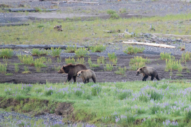 istock Grizzly bear and cubs at bison carcass 1163427543