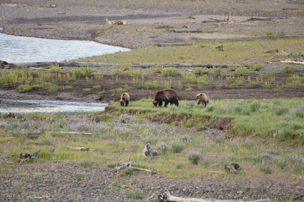 istock Grizzly bear and cubs at bison carcass 1163427782