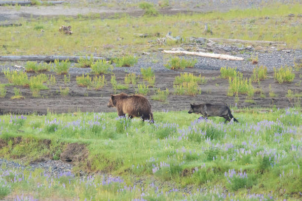 istock Grizzly bear and cubs and wolf at bison carcass 1163427940