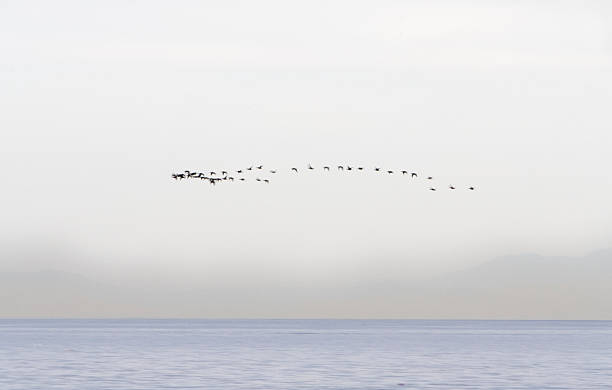 istock Flock of Birds Over the Ocean 116342798
