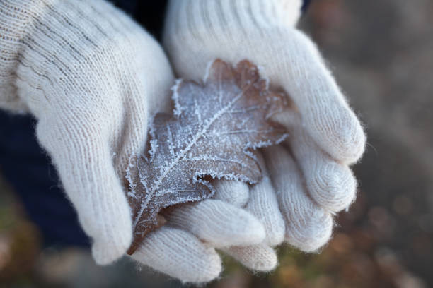 Child's hands in light gloves holding a leaf of oak in hoarfrost.