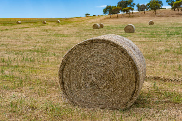 istock Close up of round straw bale on a field 1163429095