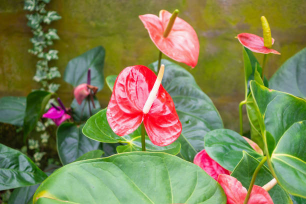 istock anthurium flowers in tropical garden background 1163429115