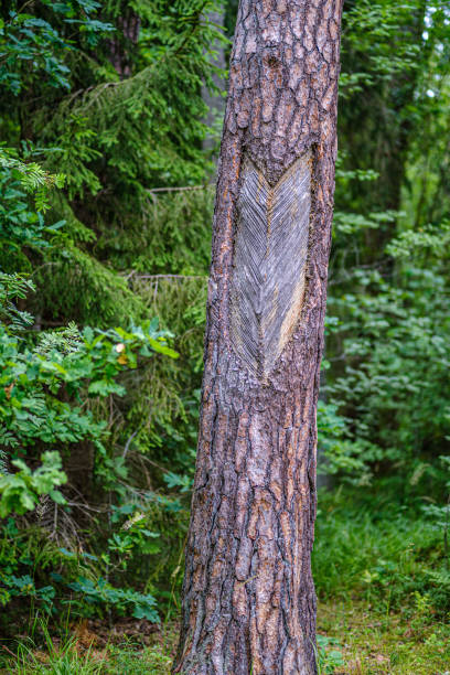 tree trunks on a dark green blur background in forest in summer textured wall