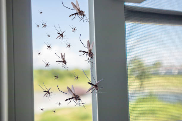 istock Many mosquitoes flying in to the house while insect net was opened 1163429577