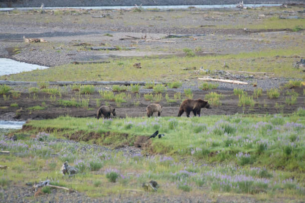 istock Grizzly bear and cubs at bison carcass 1163430427