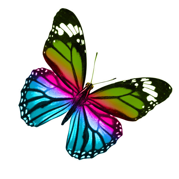 istock tropical colorful butterfly isolated on white background 1163430565