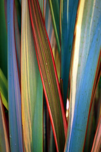 istock New Zealand Flax (Harakeke) Plant Background 1163432664