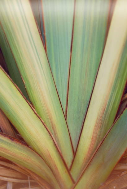 istock New Zealand Flax (Harakeke) Plant Background 1163433227