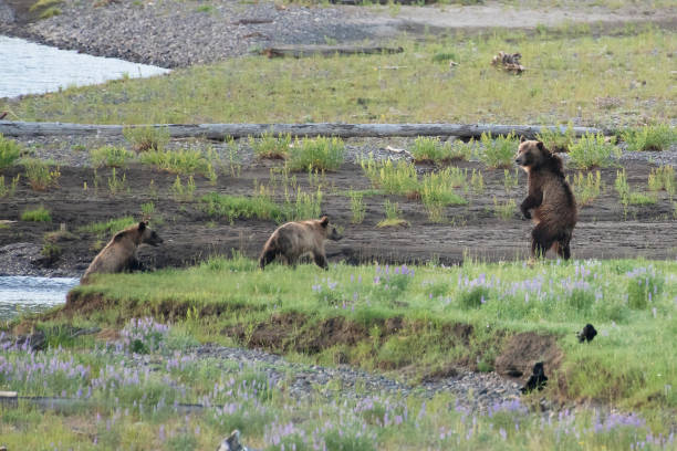 istock Grizzly bear and cubs at bison carcass 1163433360