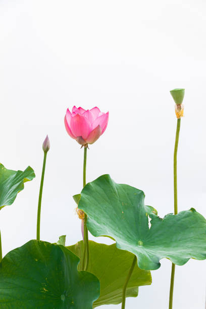 sfondo bianco ravvicinato lotus - lotus single flower water lily water foto e immagini stock