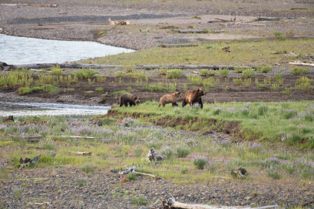 istock Grizzly bear and cubs at bison carcass 1163434865