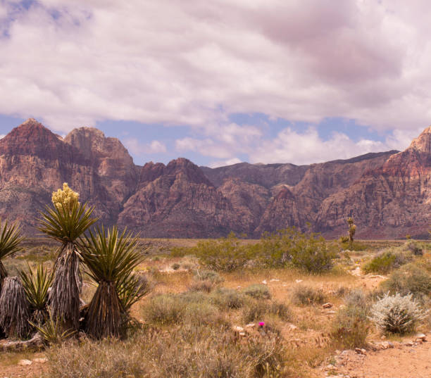 istock Desert Landscape On A Cloudy Day 1163435516