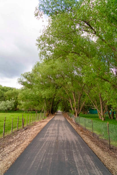 istock Road lined with chain link wire mesh fence and tall trees under cloudy sky 1163435970