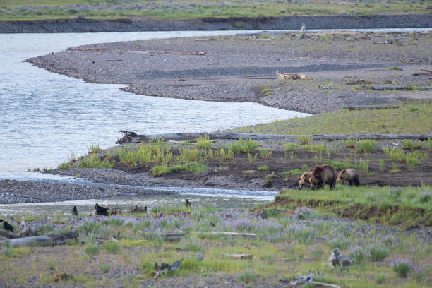 istock Grizzly bear and cubs at bison carcass 1163436662