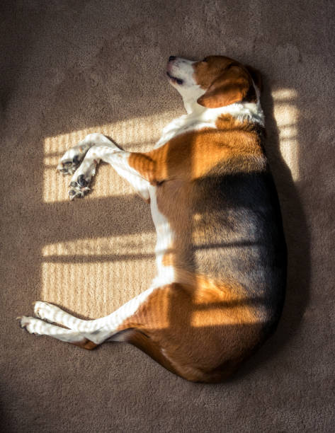 istock Beagle hound mix napping indoors in the window sunlight.  Overhead view. 1163436829