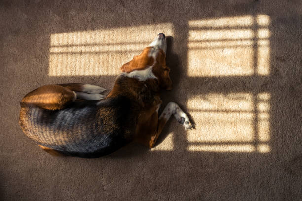 istock Beagle hound mix sun bathing indoorsby the window.  Overhead view. 1163436841