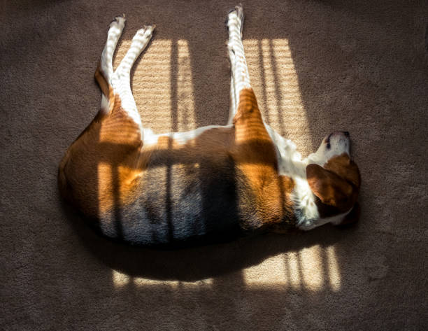 istock Beagle sunbathing indoors with out stretched legs. 1163437390