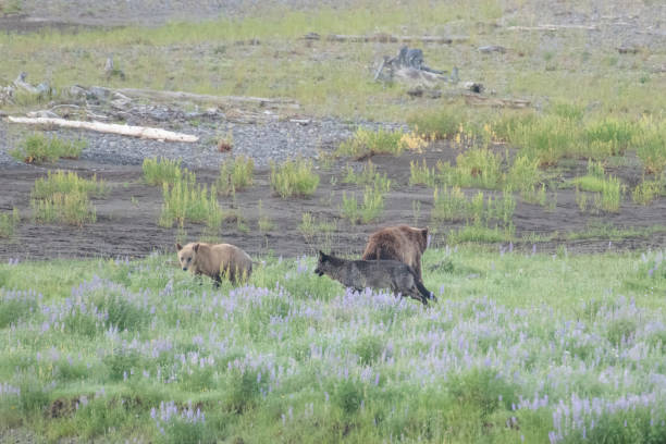istock Grizzly bear and cubs and wolf at bison carcass 1163438295