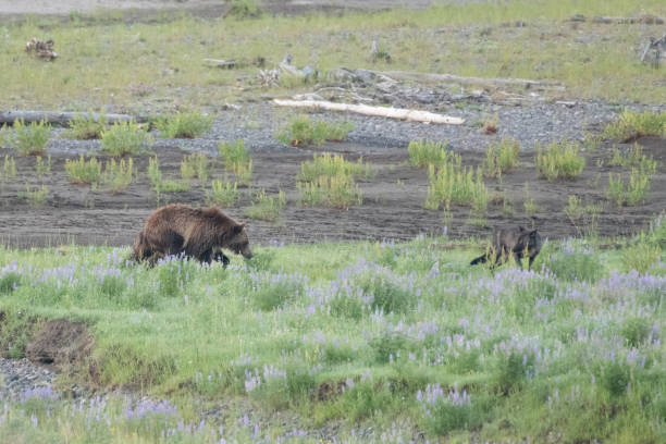 istock Grizzly bear and cubs and wolf at bison carcass 1163438375
