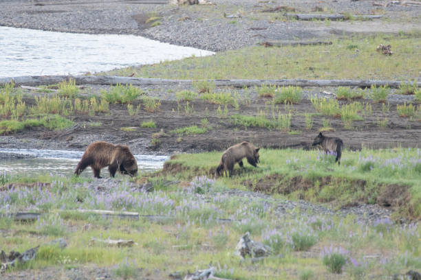 istock Grizzly bear and cubs and wolf at bison carcass 1163438405