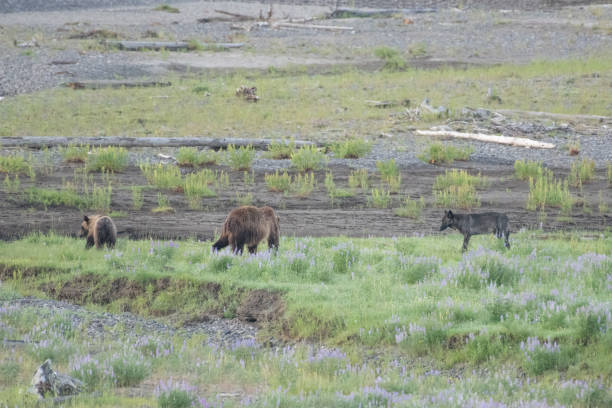 istock Grizzly bear and cubs and wolf at bison carcass 1163438489