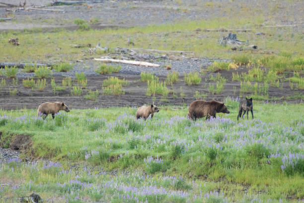 istock Grizzly bear and cubs and wolf at bison carcass 1163439377